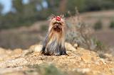 YORKSHIRE TERRIER 176